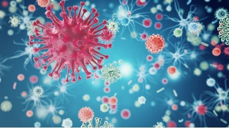 Virus cúm B được chia thành hai dòng chính là B Yamagata và B Victoria