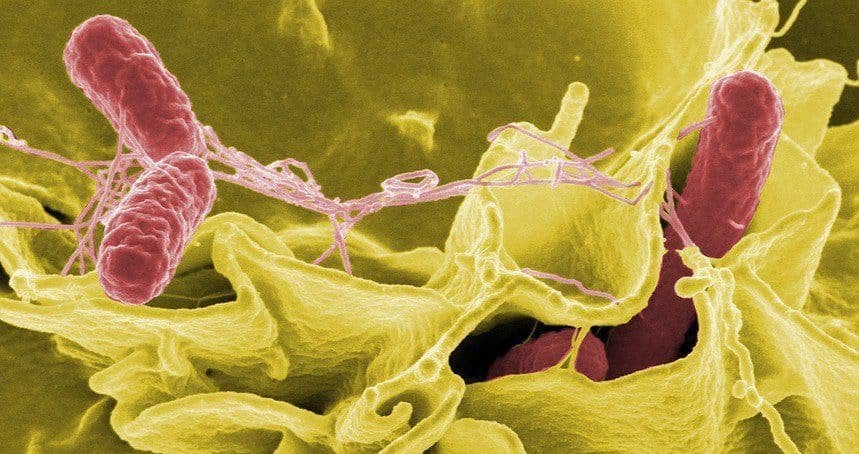 Vi khuẩn Salmonella và những thông tin cần biết