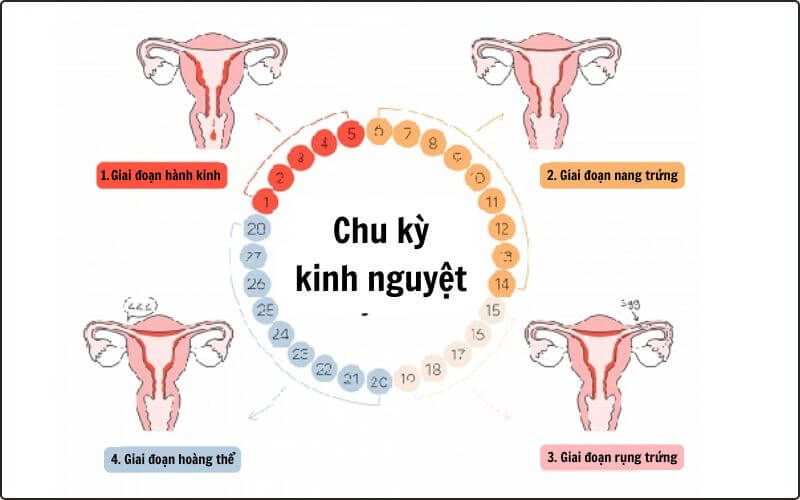 Chu kỳ kinh nguyệt gồm 4 giai đoạn