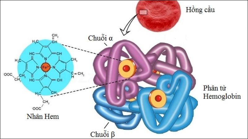 Hemoglobin bản chất là một loại protein trong tế bào hồng cầu