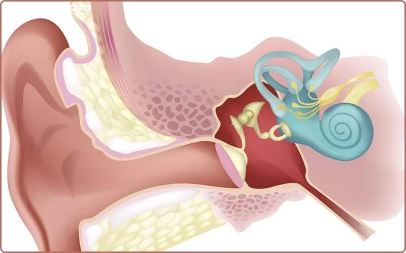 Say tàu xe xảy ra khi tín hiệu từ mắt, tai trong và cơ thể gửi đến não mâu thuẫn với nhau