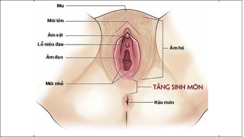 Tầng sinh môn là phần mô mềm ngăn cách giữa âm đạo và hậu môn