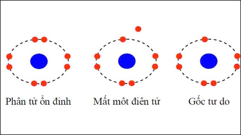 Các phân tử này có thể tấn công các thành phần quan trọng của tế bào như ADN, protein và lipid