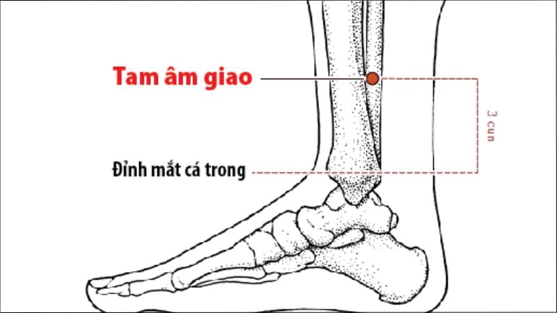 Huyệt tam âm giao nằm cách đỉnh của mặt trong mắt cá chân một khoảng bằng chiều rộng 4 ngón tay