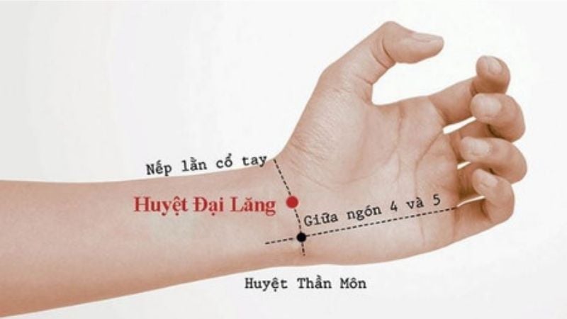 Huyệt đại lăng nằm giữa các gân ở nếp gấp cổ tay