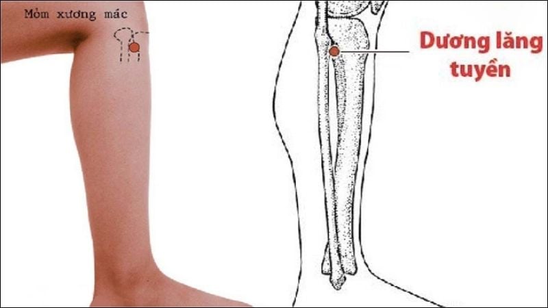 Kích thích huyệt dương lăng tuyền có tác dụng đả thông kinh lạc, giãn gân cốt