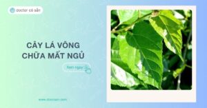 Cây lá vông chữa mất ngủ được không? Cách sử dụng an toàn, hiệu quả