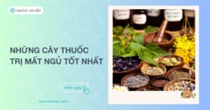 Những cây thuốc trị mất ngủ tốt nhất