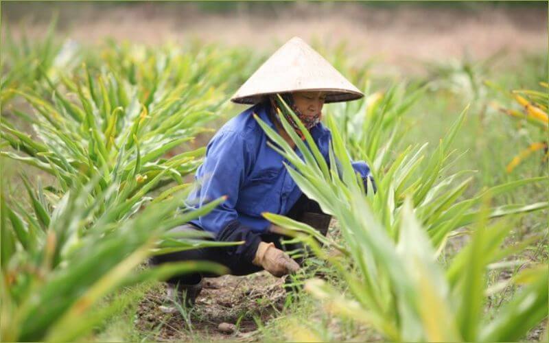 Người dùng nên lựa chọn nguyên liệu sạch và an toàn để đảm bảo sức khỏe và có hiệu quả cao