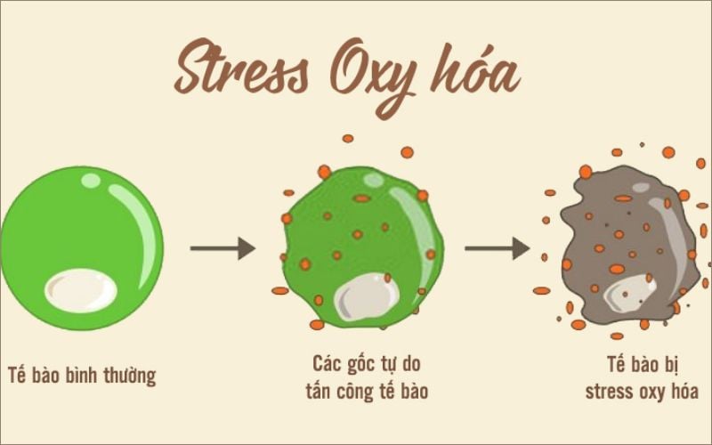 Vitamin E giúp giảm stress oxy hóa