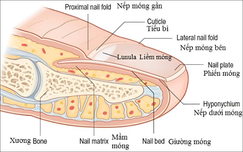 Cấu tạo của móng tay