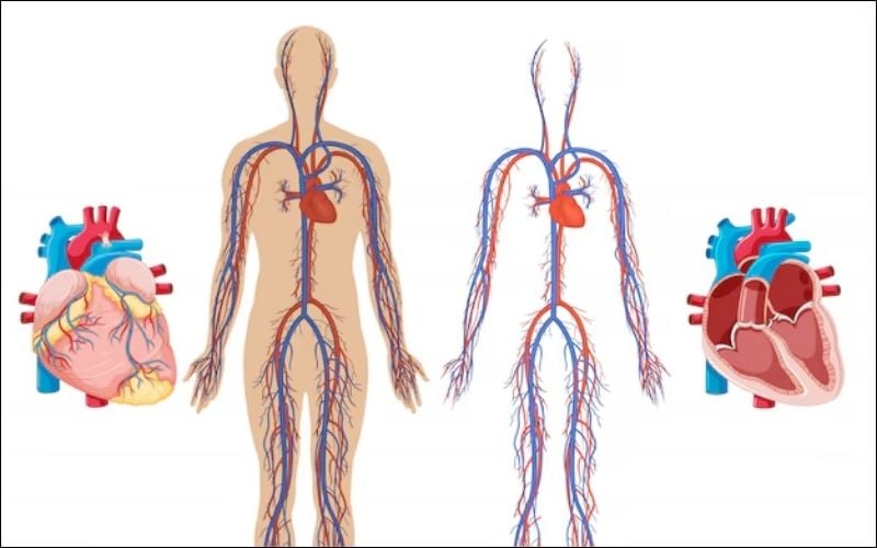 Biến chứng mạch máu lớn là một trong những biến chứng thường gặp ở người bệnh đái tháo đường