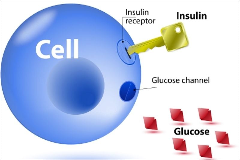 Insulin giúp đưa glucose từ máu vào trong tế bào để tạo năng lượng