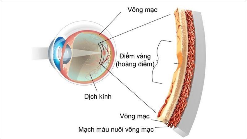 Cấu trúc của võng mạc mắt 