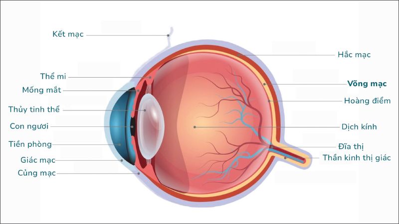 Võng mạc mắt là một lớp mô mỏng nằm ở mặt trong phía sau của mắt